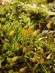 Weissia brachycarpa