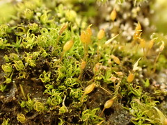 Weissia brachycarpa