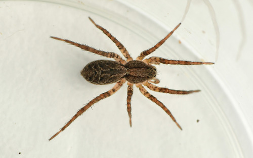 Alopecosa farinosa