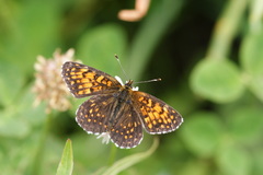 Melitaea irka