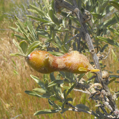 Asphondylia atriplicis