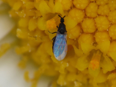Swammerdamella