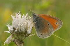 Coenonympha symphita
