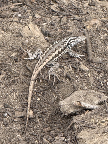iNaturalist observation photo of Common Sagebrush Lizard