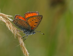 Lycaena candens