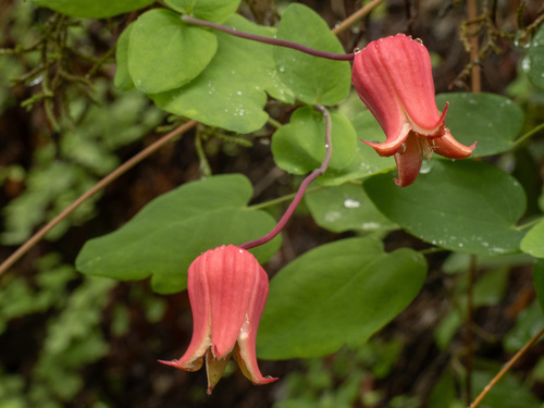 Clematis texensis