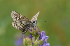 Pyrgus sidae