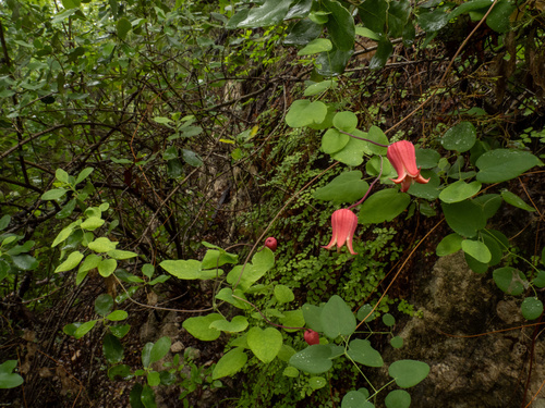 Clematis texensis, photograph 1