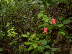 Clematis texensis, photograph (c) Turner Brockman, some rights reserved (CC BY-SA)
