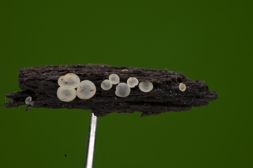 Orbilia leucostigma