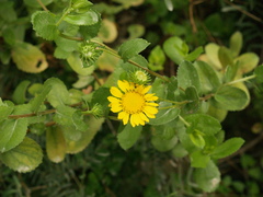 Grindelia greenei