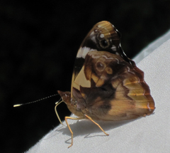 Epiphile eriopis
