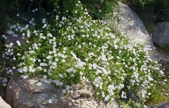 Jacquemontia pringlei