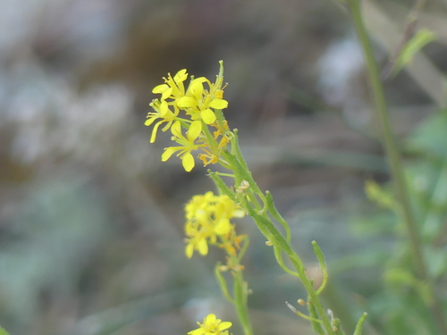 Sisymbrium austriacum, photograph 5