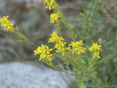 Sisymbrium austriacum, photograph (c) DDutrey, some rights reserved (CC BY)