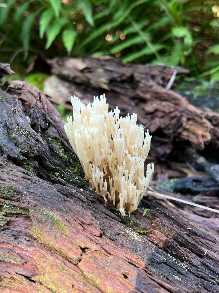 crown-tipped coral fungus · July 2026 · photo: Photo: (c) Rebecca Turner, some rights reserved (CC BY) · iNaturalist