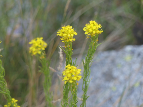 Sisymbrium austriacum, photograph 4