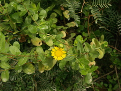 Grindelia greenei