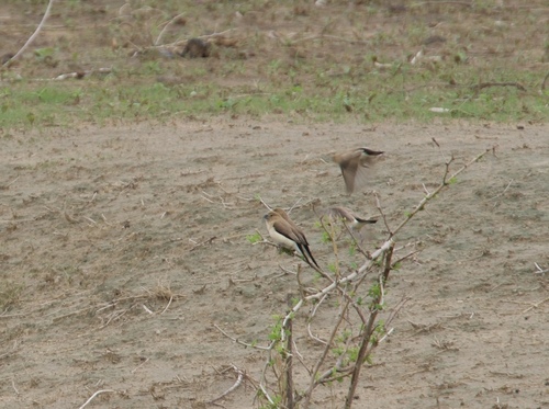 African Silverbill
