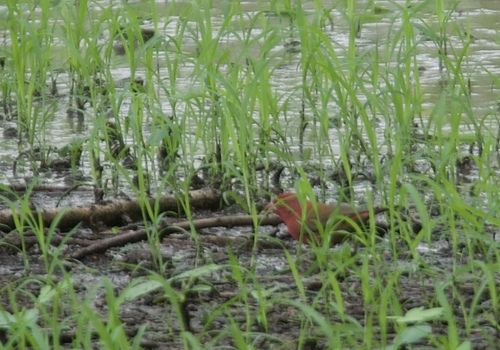 Red-billed Firefinch