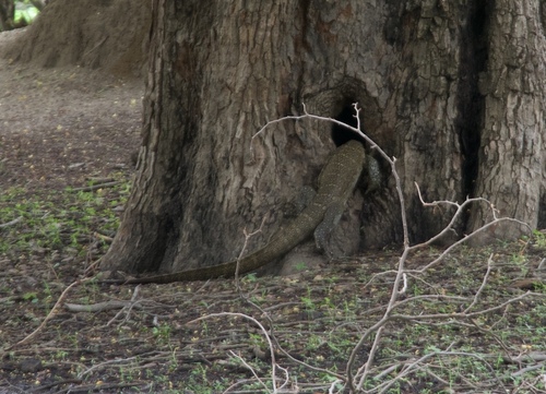 Nile Monitor