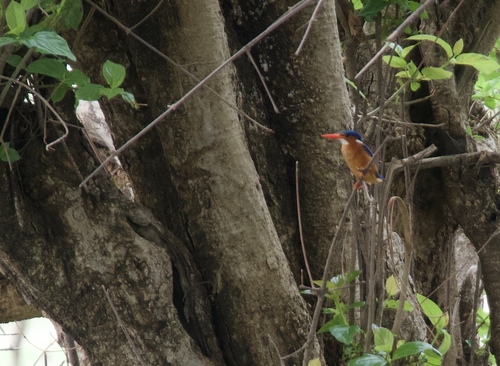 Malachite Kingfisher