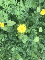 Doronicum