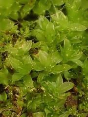 Ptychostomum moravicum