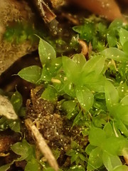 Ptychostomum moravicum