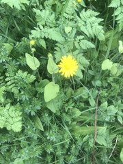 Doronicum