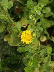 Grindelia greenei