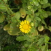 Grindelia greenei - Photo (c) Carlos G Velazco-Macias, some rights reserved (CC BY-NC)
