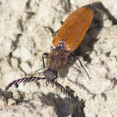 Anostirus castaneus