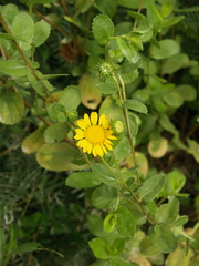 Grindelia greenei