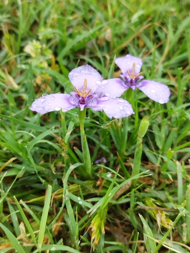 Herbertia lahue, photograph 3