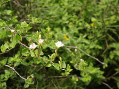 Acleisanthes obtusa