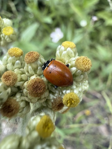iNaturalist observation photo of Convergent Lady Beetle