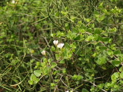 Acleisanthes obtusa