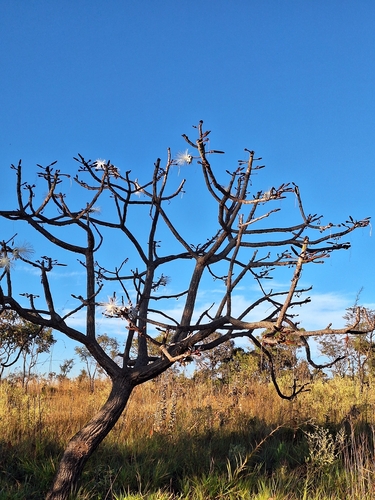 Pseudobombax longiflorum