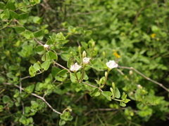 Acleisanthes obtusa