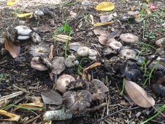 Agaricus moelleroides
