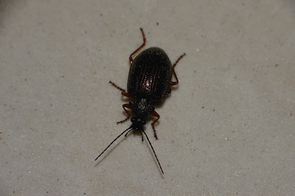 Euschizomerus