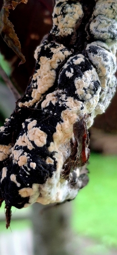 Trichothecium roseum, 2026-07-29