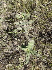 Asclepias viridiflora