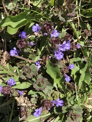 Glechoma hederacea