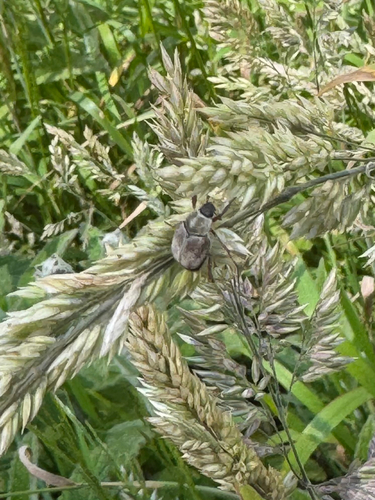 iNaturalist observation photo of Scarabs