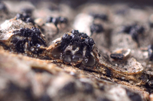 Eutypella leprosa