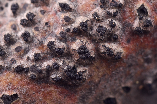 Eutypella leprosa