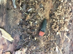 Ampedus rubricollis