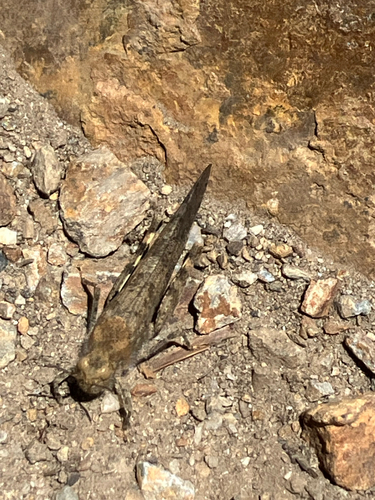 iNaturalist observation photo of Crackling Forest Grasshopper